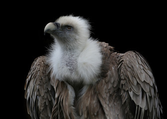 vulture portrait on black.