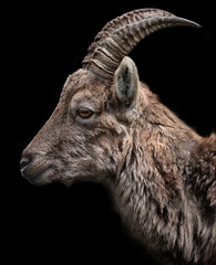 goat on dark background.