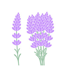 Naklejka na ściany i meble Bouquet of lavender flowers. Isolated lavender on white background