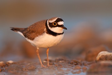 Little ringed plover during sunset with beautiful warm orange background, Charadrius dubius, little wading bird in its natural environment