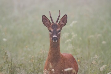 Roe deer, capreolus capreolus, in the mist. Wild roebuck on a meadow with flowers and fog in background.