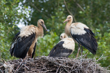 Three young white storks, ciconia ciconia, on nest. Black and white birds with green blurred background.