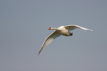 Mute swan, Cygnus olor, in flight with skies in the background. Big white bird flying.