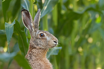 Alert European brown Hare, Lepus europaeus, facing the camera. Portrait of wild animal. Close-up of bunny in corn field.