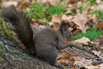 Naklejka na ściany i meble Squirrel eating nut in a park during autumn