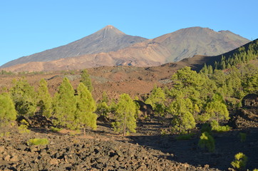 Couronne forestière qui encercle le volcan Teide, île de Ténérife, les Canaries