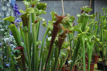 Fototapeta premium flowers and plants background