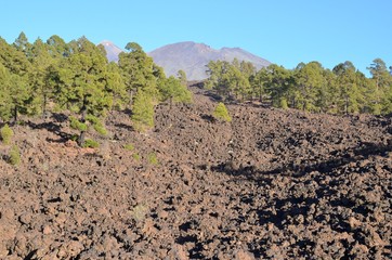 Fototapeta na wymiar Couronne forestière qui encercle le volcan Teide, île de Ténérife, les Canaries