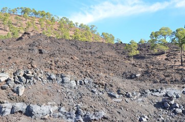 Couronne forestière qui encercle le volcan Teide, île de Ténérife, les Canaries