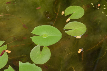 green lotus leaf