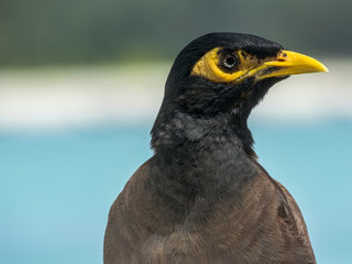 Myna Bird