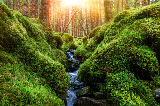 Kleiner Bach mit Moos im Wald