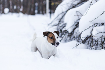 Jack Russell walking in the snowy Park