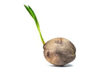 Young coconut tree seed germination green leaf isolated on white background.