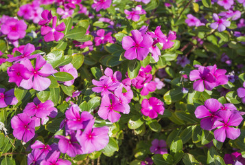 Fototapeta na wymiar Ornamental rose periwinkle flowering plant in a formal garden