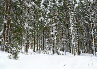 Winter fir tree forest in snow