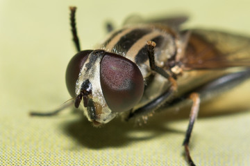 House fly on close up, fly,