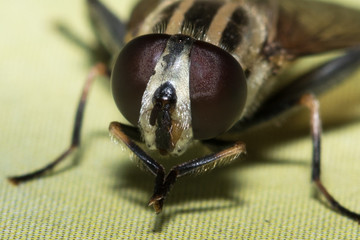 House fly on close up, fly,