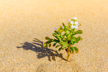 Halophytes at the coastal zone. Salt plant, common glasswort, halophytic