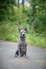 thai ridgeback dog outdoors