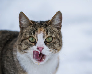 Fototapeta premium Cat licking in the winter outdoors