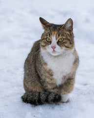 Cat licking in the snow on a winter day outdoors