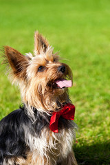 Yorkshire terrier with tongue on top, looking up. A dog on green grass