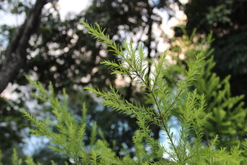 beautiful green leaf