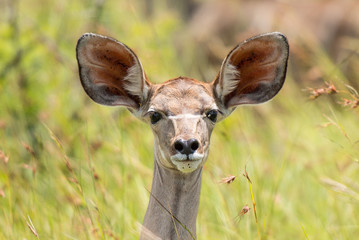 Impala Kruger Park