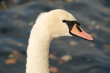 Swan