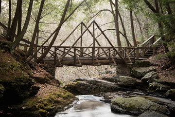 Forest Stream