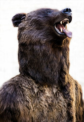 Fototapeta premium Grizzly bear with an open mouth and a tongue sticking out
