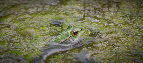Green frog