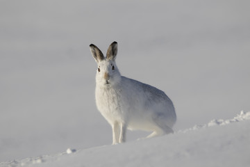 mountain hare, Lepus timidus, running, walking, sitting in snow during winter  with white moult in the cairngorm national park, scotland - 184924559