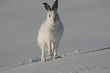 mountain hare, Lepus timidus, running, walking, sitting in snow during winter  with white moult in the cairngorm national park, scotland