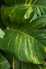 Giant leaves in green and yellow colors. Tropical leaf texture. Botanical wallpaper concept. Fresh green natural background. Concept of spring or summertime.