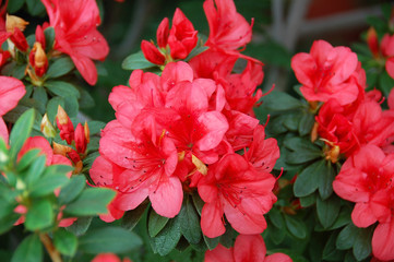 Azalea (Rhododendron molle. Blume)