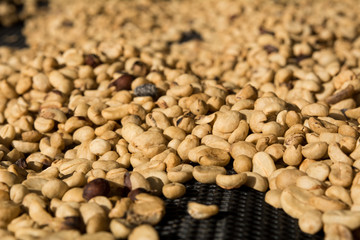 Drying coffee beans, Coffee beans drying in the sun.Coffee beans business
