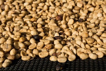 Drying coffee beans, Coffee beans drying in the sun.Coffee beans business