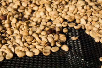 Drying coffee beans, Coffee beans drying in the sun.Coffee beans business