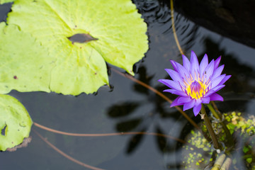 Closeup the colorful lotus flowers on green lotus leaf background