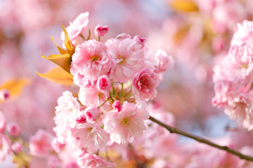 Fototapeta na wymiar sakura flowers cherry blossoms