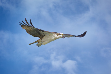 Osprey on the Hunt in Florida, USA