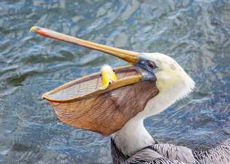 A Pelican Eating a Fish for Lunch
