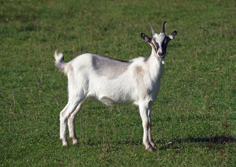 Young domestic goat on a green meadow