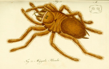 Spider.