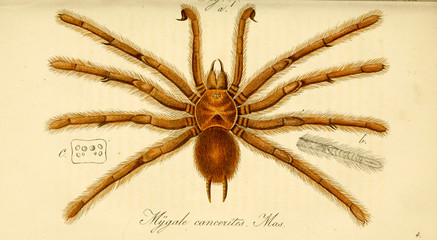 Spider.