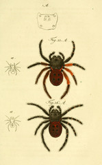 Spider.