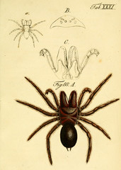 Spider.