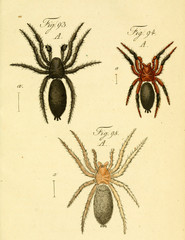 Spider.